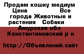 Продам кошку медиум › Цена ­ 6 000 000 - Все города Животные и растения » Собаки   . Амурская обл.,Константиновский р-н